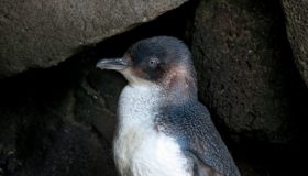 Pinguin Babyboom in Südaustralien