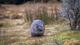 Entdeckung seltener Tierarten in Australiens Norden begeistert Naturschützer